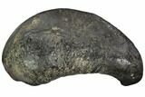 Fossil Whale Ear Bone - Miocene #99976-1